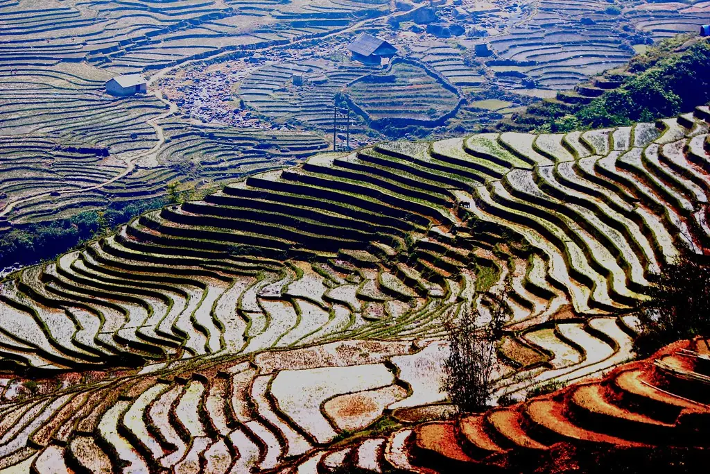 Lúa chín Mường Hoa