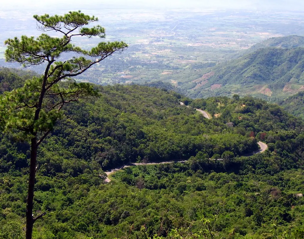 Đà Lạt đồi thông
