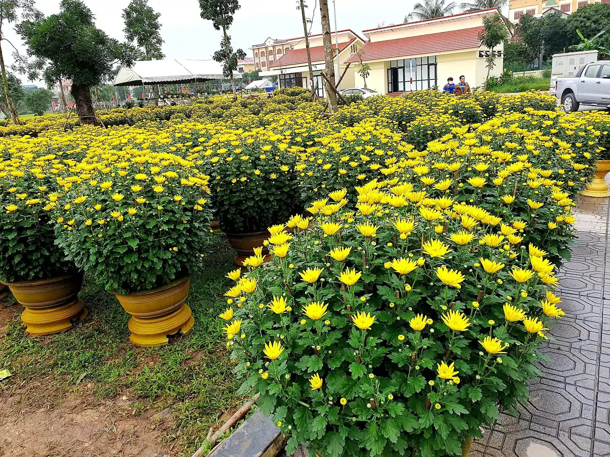 Đà Lạt tháng nào có hoa gì?