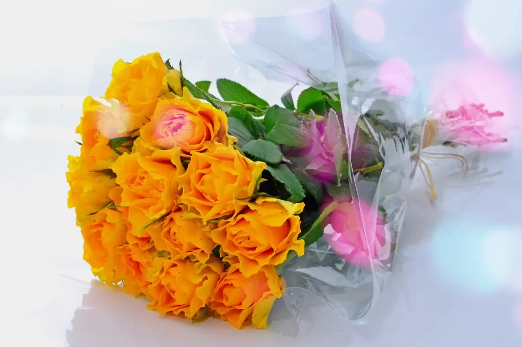 Bó hoa Nắng hạ
