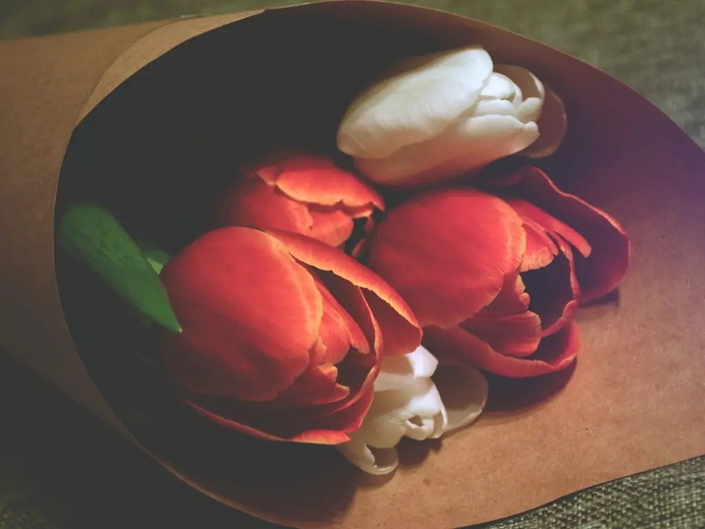 Bó hoa Tulip Hà Lan