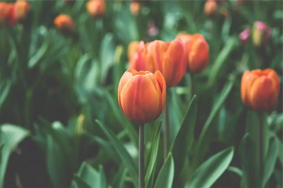 Tulip