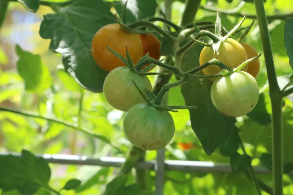 Tưới cây nhẩm nhanh