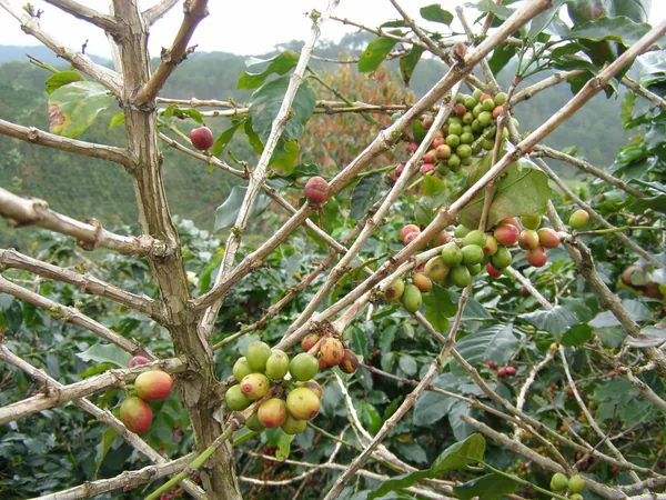 Cành cà phê chín đỏ ở vườn gần Đà Lạt
