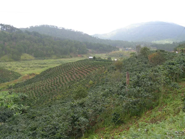 Nương cà phê trên sườn đồi ngoại ô Đà Lạt