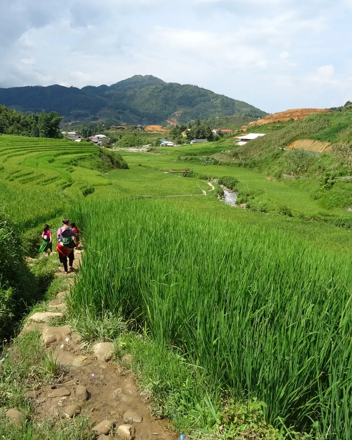 Lối mòn qua ruộng bậc thang Sa Pa — tuyến trekking của chị Tẩn Thị Dung