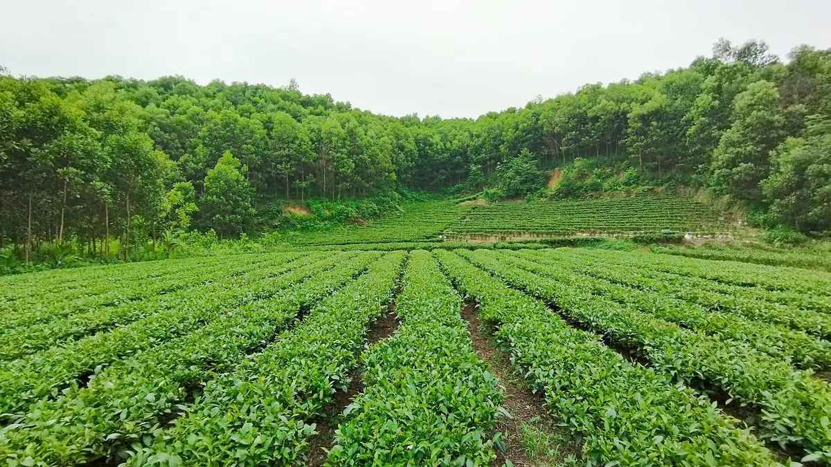 Đồi chè Thái Nguyên
