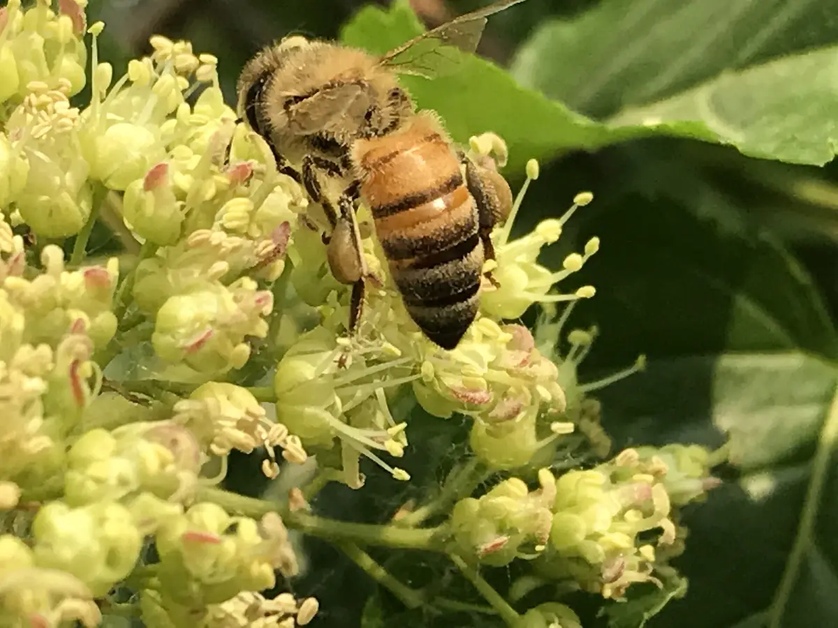 Ong nội (Apis cerana) trên chùm hoa