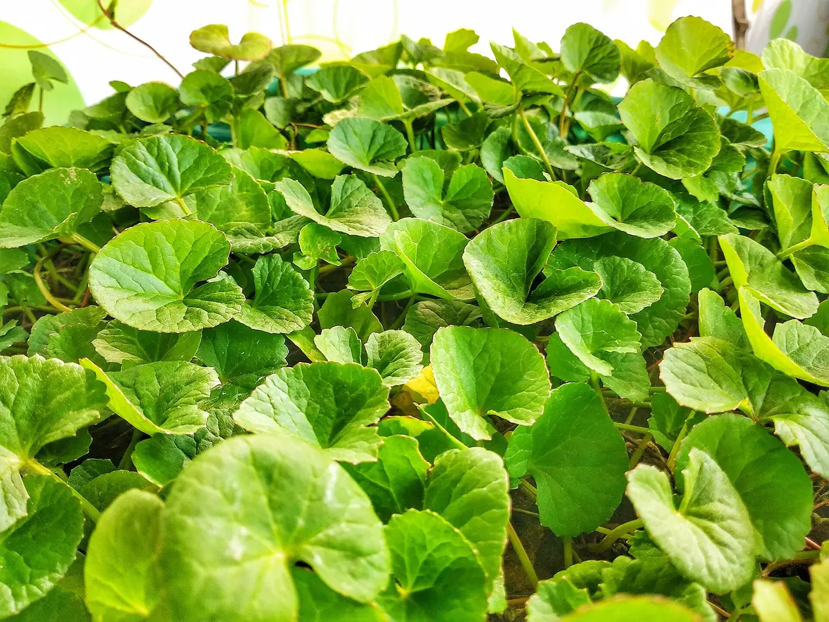 Luống rau má