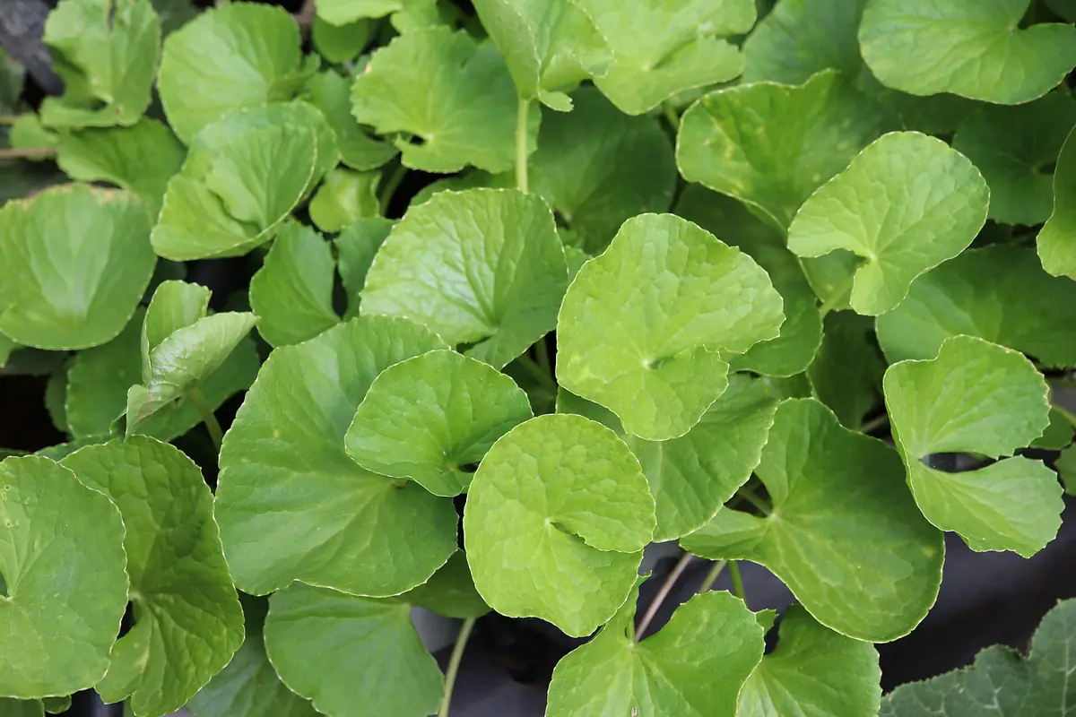 Đỏ rát & kích ứng