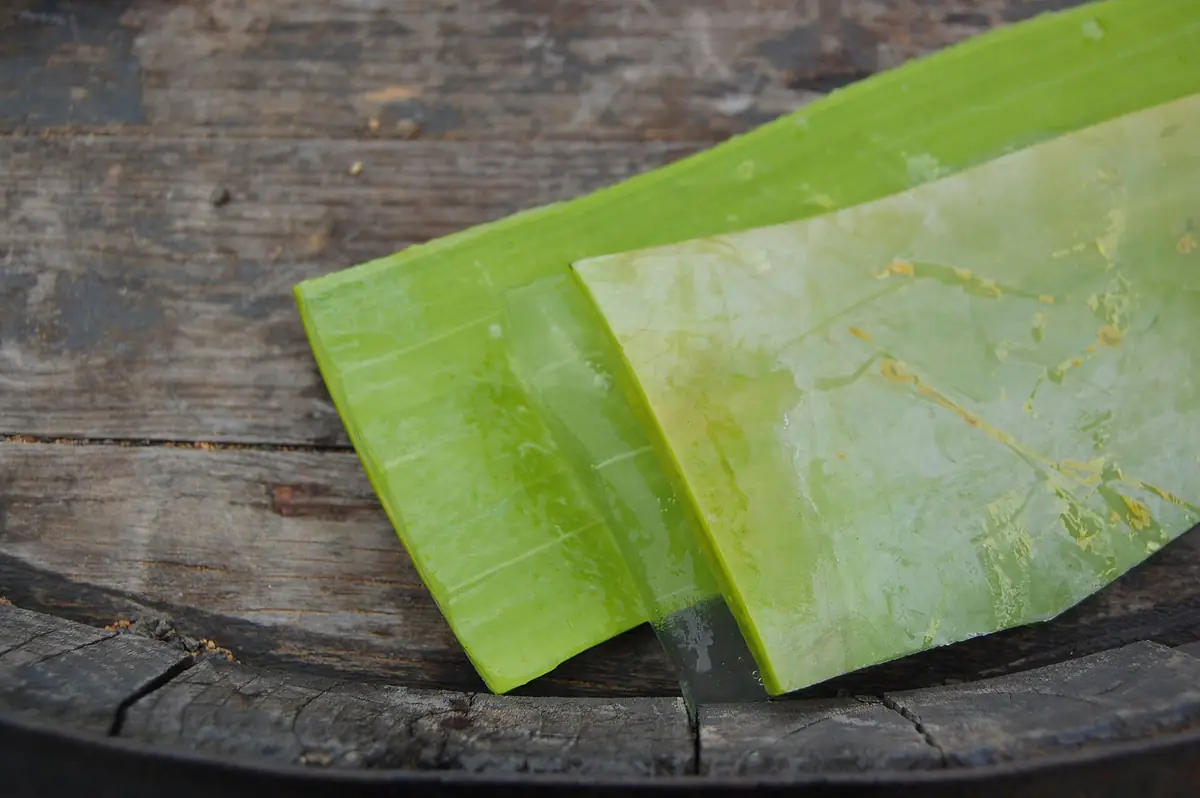 Lô hội (Aloe Vera)