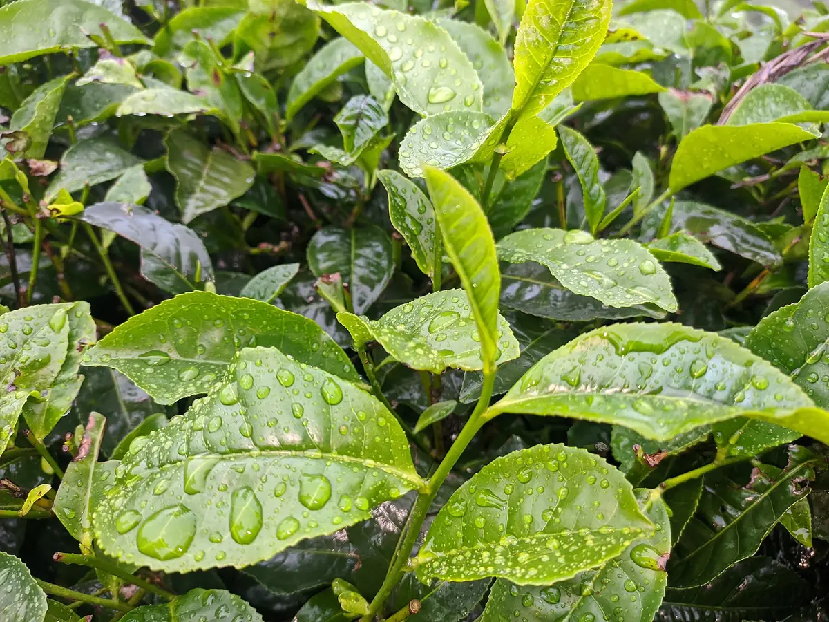 Trà xanh (Camellia Sinensis)