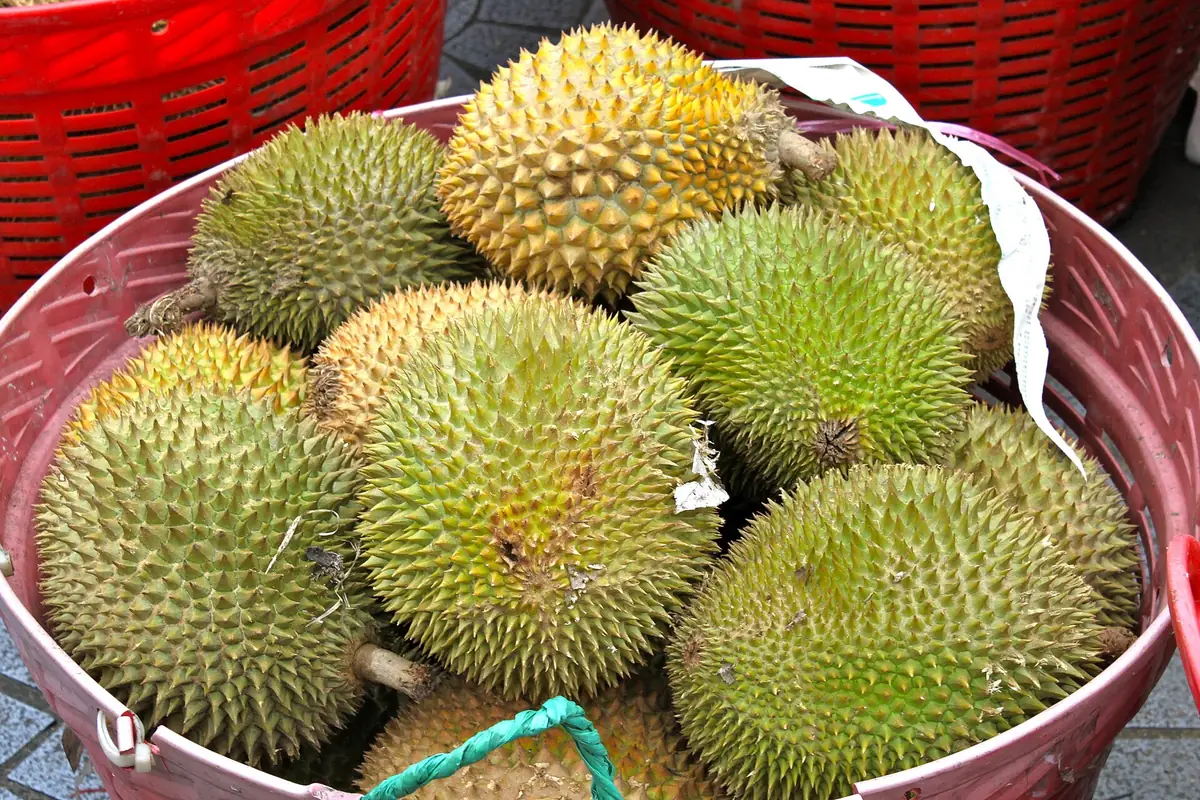 Phân loại