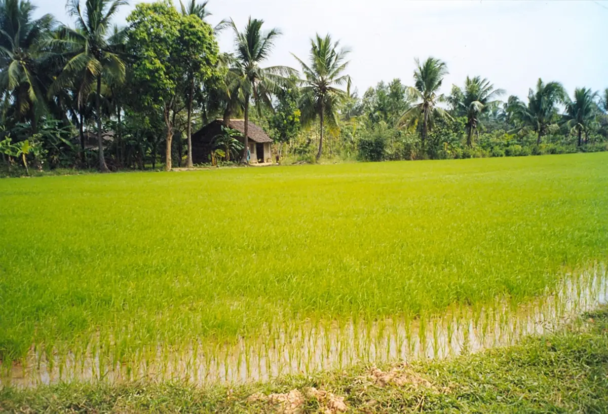 Cánh đồng và vườn dừa ở Cái Mơn