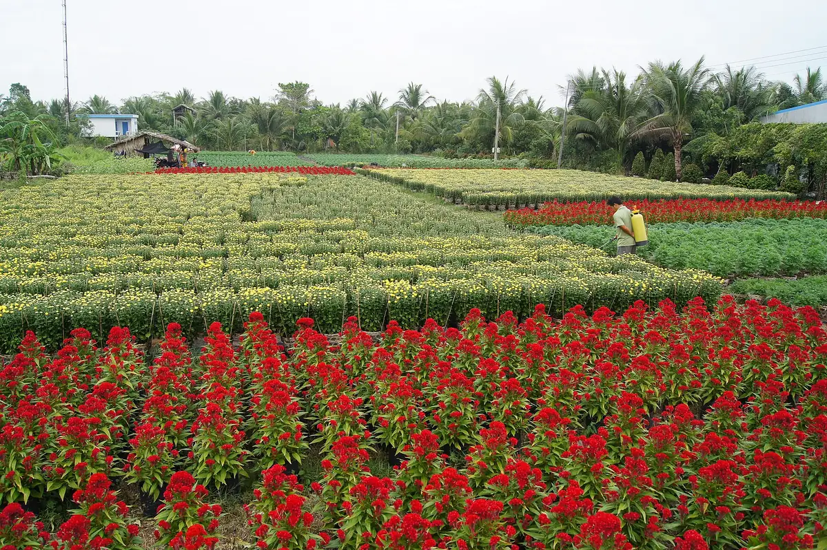 Làng hoa kiểng Chợ Lách