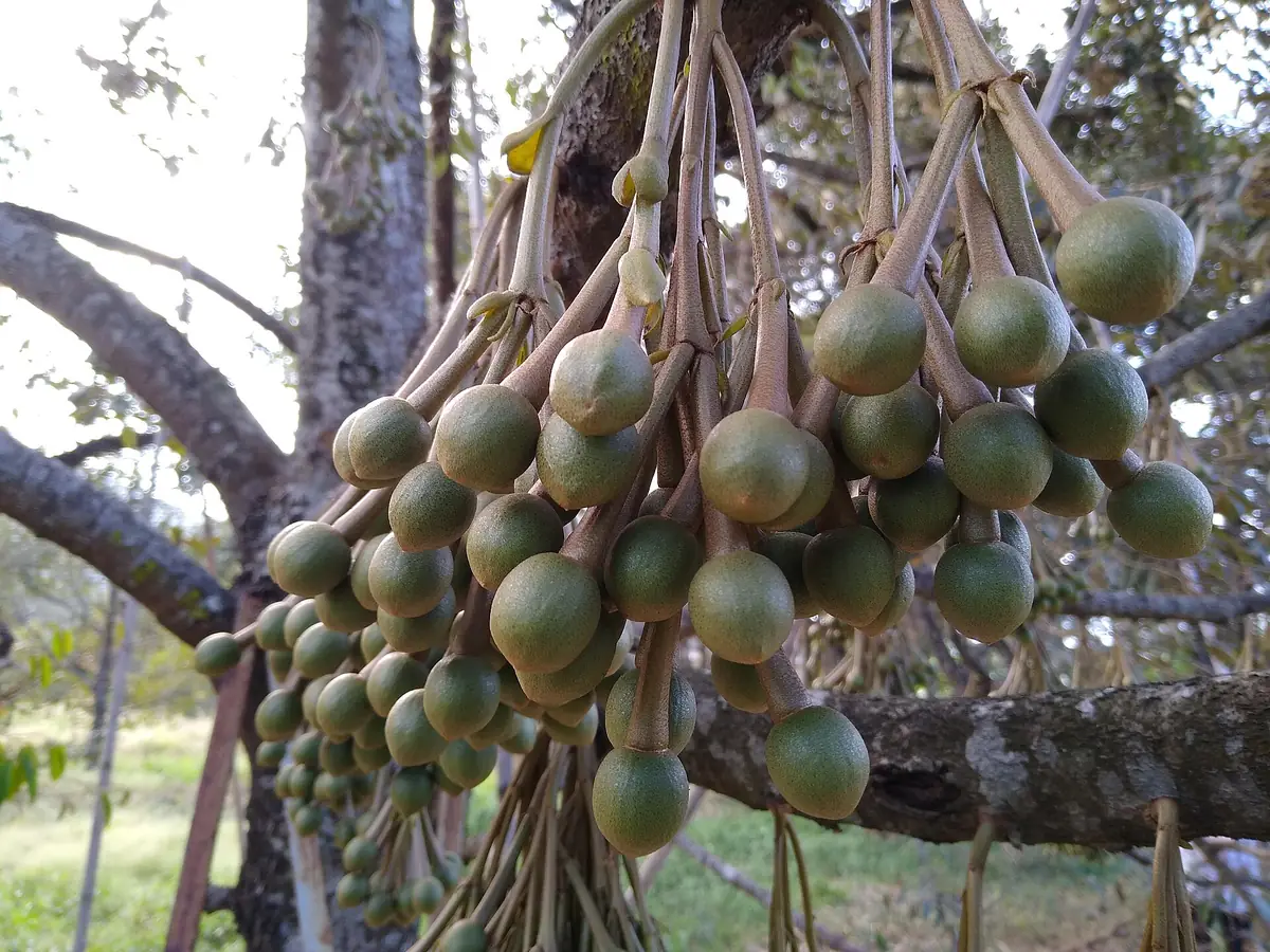Chùm nụ hoa sầu riêng