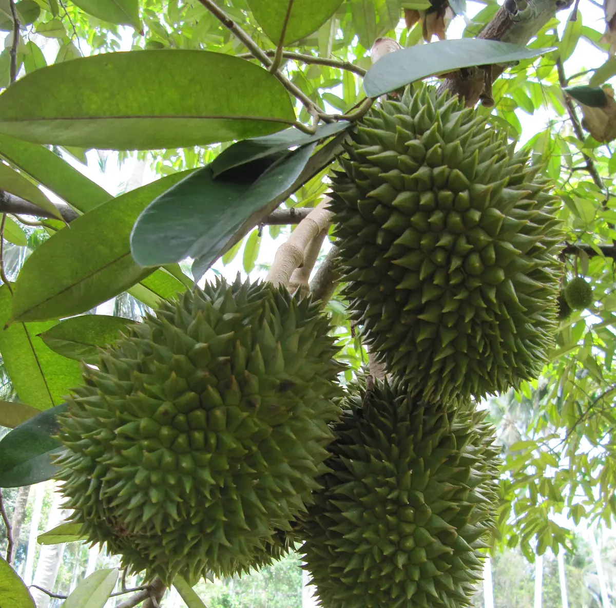 Cắt đúng tuổi