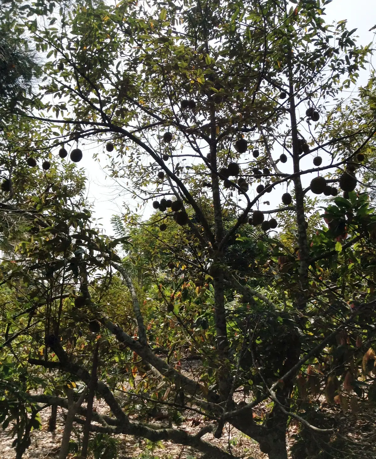 Cây sầu riêng trĩu trái