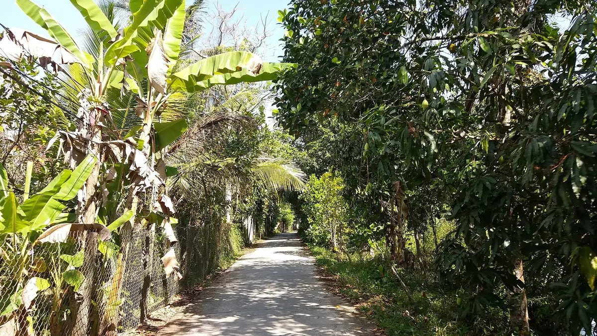 Đường làng qua vườn cây ăn trái ở Cái Bè