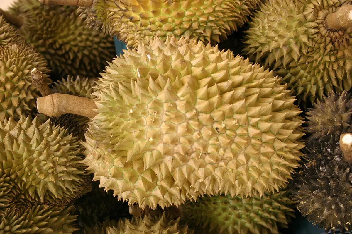 Sầu riêng Monthong (Dona) nguyên trái