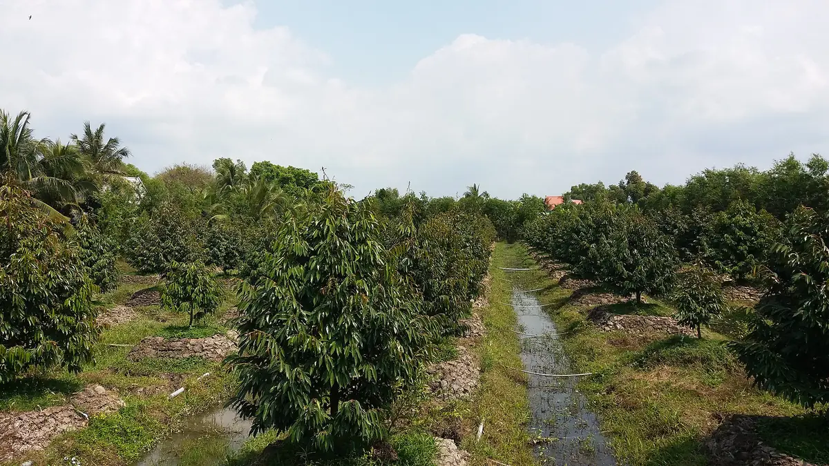 Hàng sầu riêng trong vườn