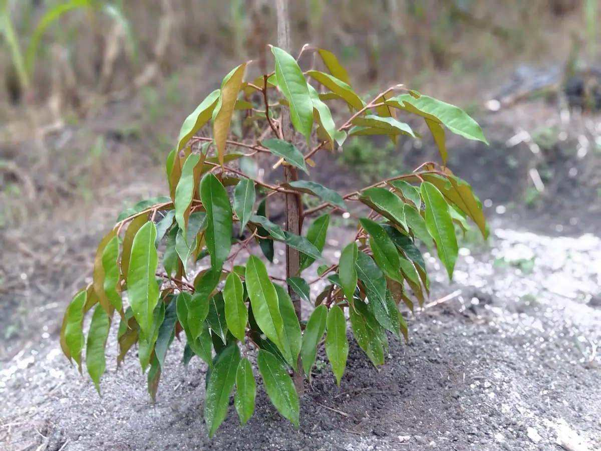 Chuyển sang ghép Ri6
