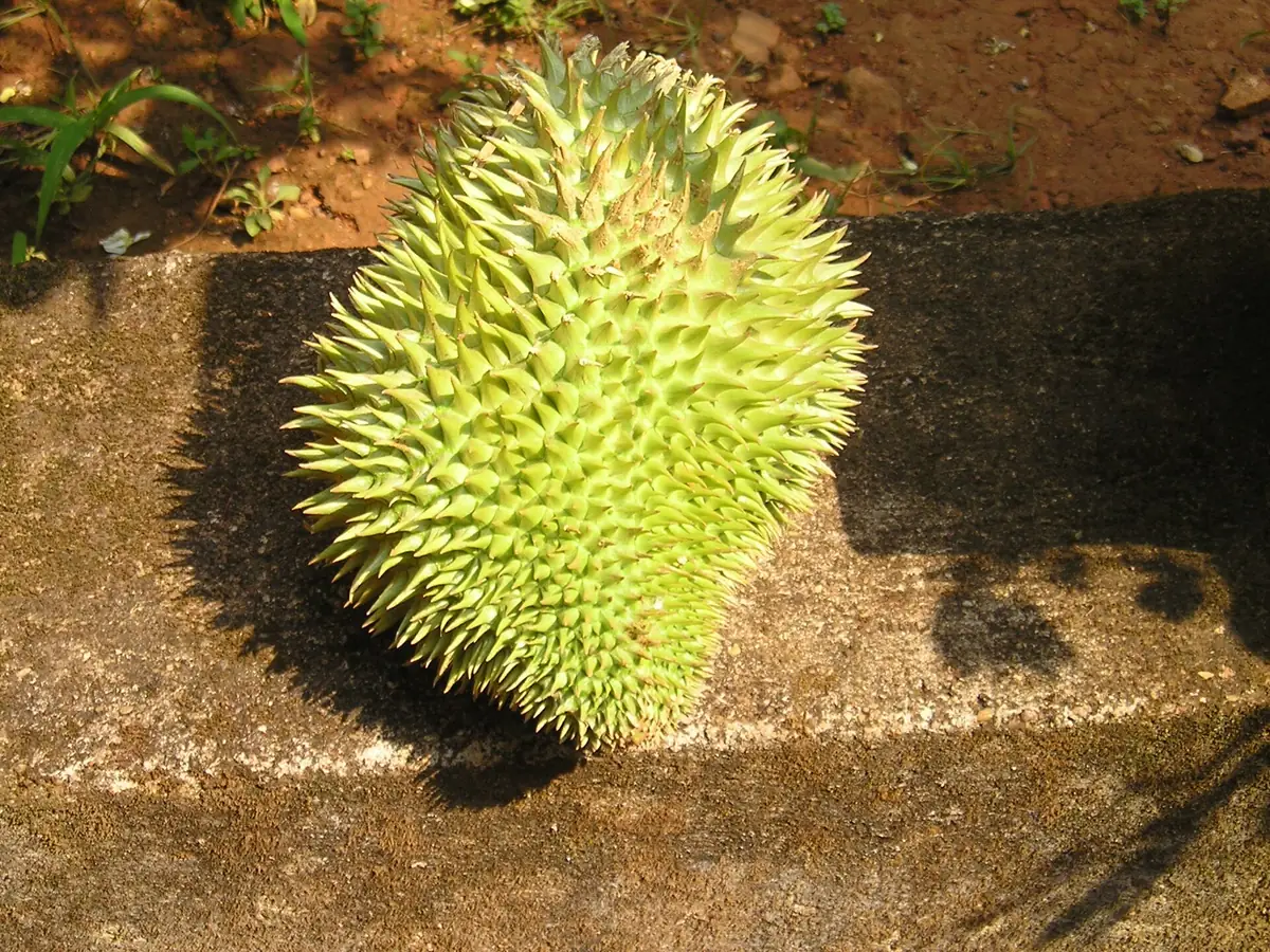 Gõ nghe tiếng