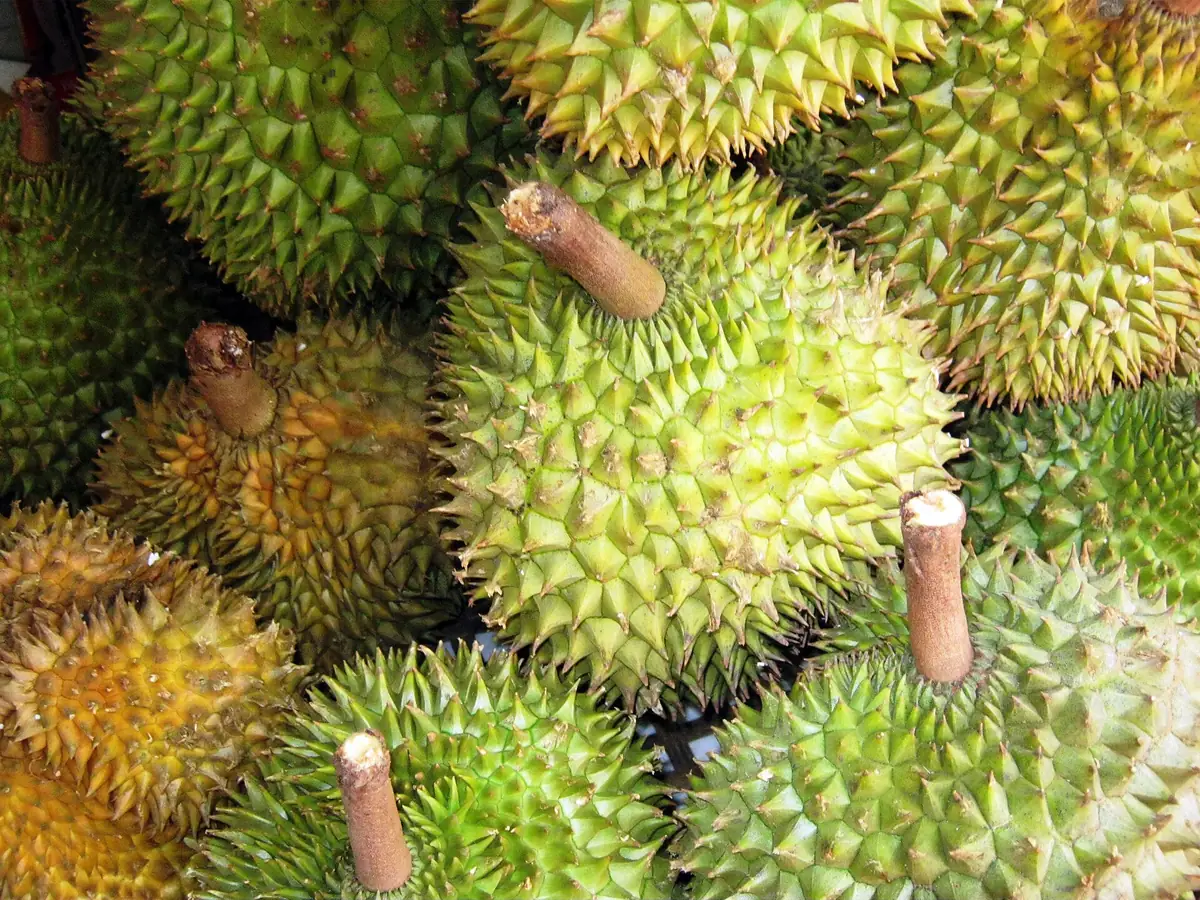Sầu riêng Ri6 nguyên trái