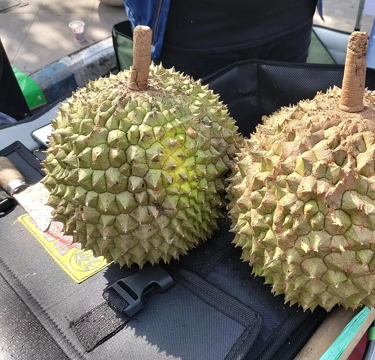 Sầu riêng buộc dây chờ giao