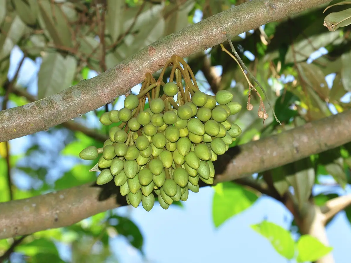 Chùm trái non vừa đậu