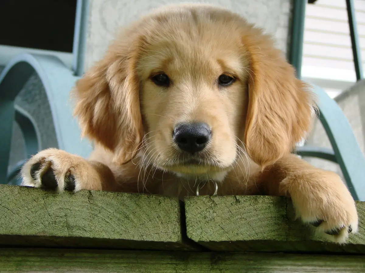 Chú chó Golden Retriever con tựa cằm lên thành gỗ