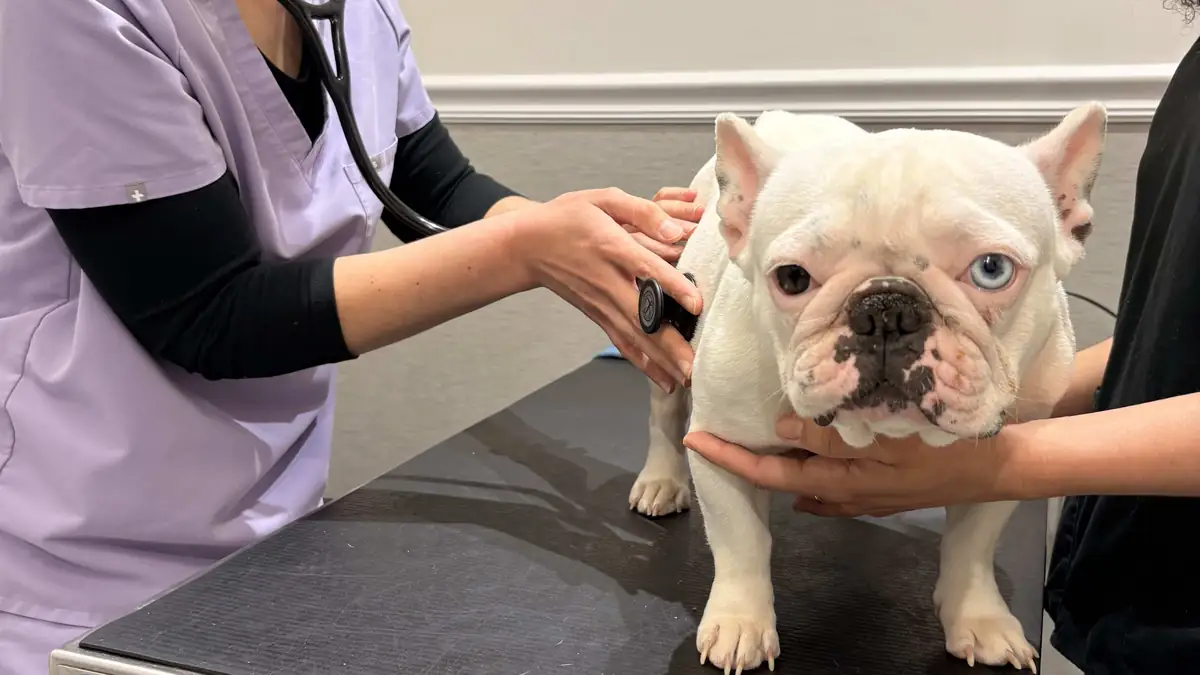 Bác sĩ thú y nghe tim phổi cho một bé chó Bulldog Pháp trên bàn khám