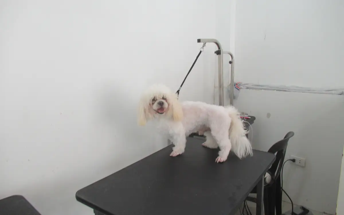 Bé chó lông trắng vừa được cắt tỉa trên bàn grooming