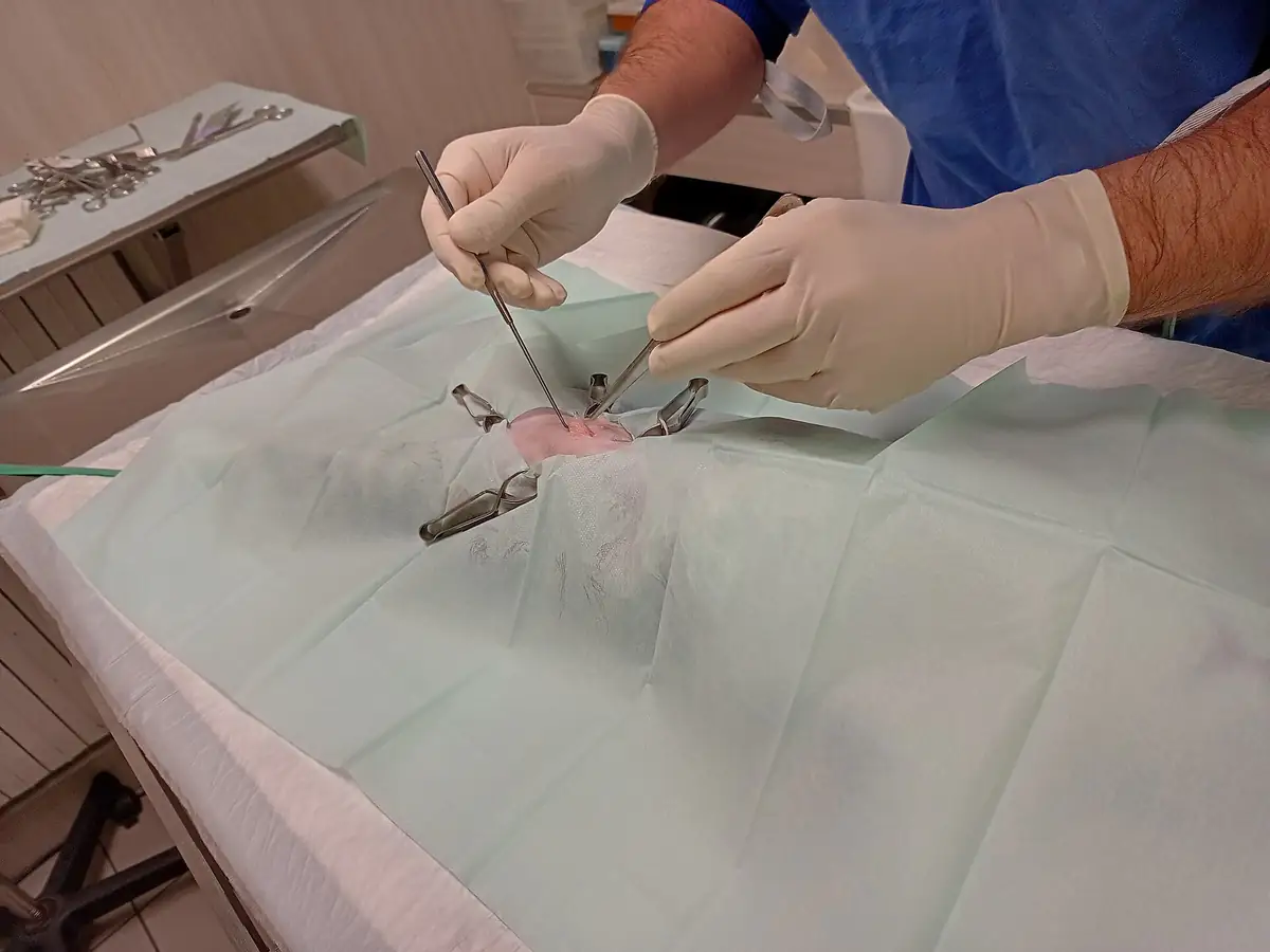 Triệt sản chó mèo